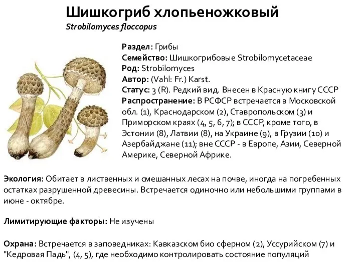 Шишкогриб хлопьеножковый Strobilomyces floccopus Раздел: Грибы Семейство: Шишкогрибовые Strobilomycetaceae Род: Strobilomyces