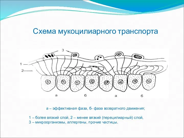 а – эффективная фаза, б- фаза возвратного движения; 1 – более