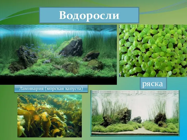 Водоросли Ламинария (морская капуста) ряска