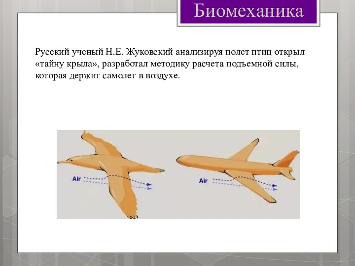 Биомеханика Русский ученый Н.Е. Жуковский анализируя полет птиц открыл «тайну крыла»,