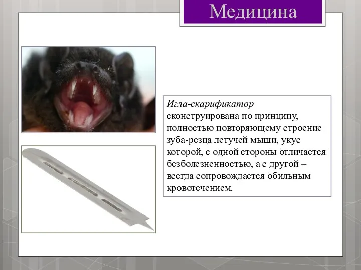 Медицина Игла-скарификатор сконструирована по принципу, полностью повторяющему строение зуба-резца летучей мыши,