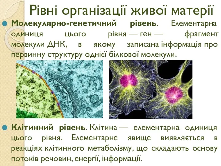 Рівні організації живої матерії Молекулярно-генетичний рівень. Елементарна одиниця цього рівня —