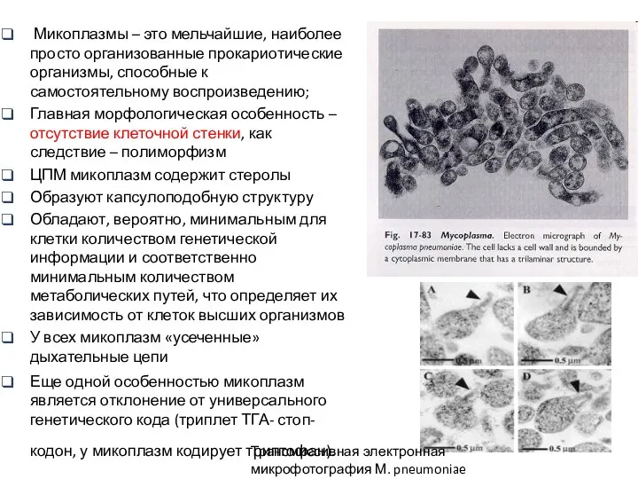 Микоплазмы – это мельчайшие, наиболее просто организованные прокариотические организмы, способные к