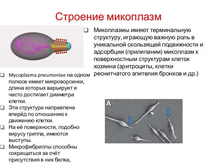 Строение микоплазм Микоплазмы имеют терминальную структуру, играющую важную роль в уникальной