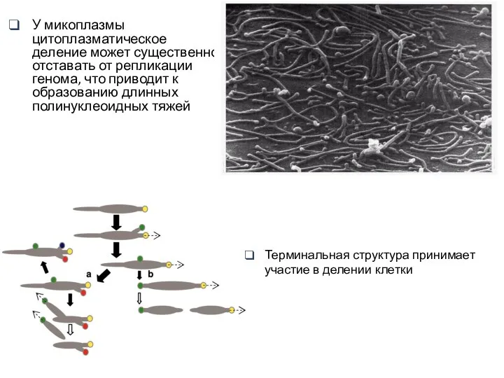 У микоплазмы цитоплазматическое деление может существенно отставать от репликации генома, что