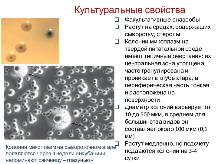 Культуральные свойства Колонии микоплазм на сывороточном агаре появляются через 4 недели