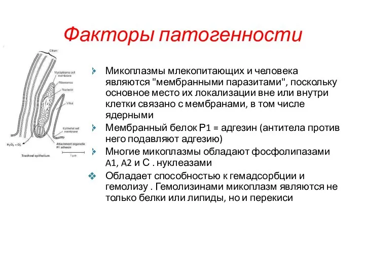 Факторы патогенности Микоплазмы млекопитающих и человека являются "мембранными паразитами", поскольку основное