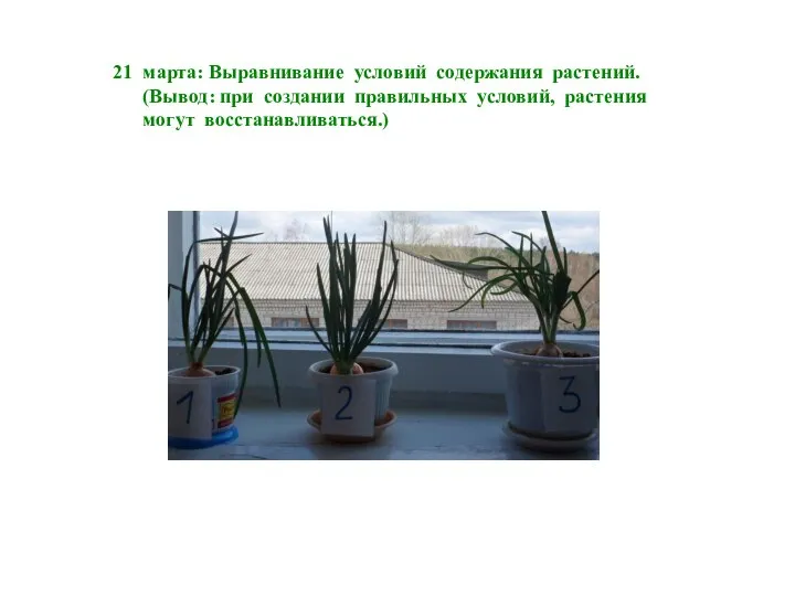 21 марта: Выравнивание условий содержания растений. (Вывод: при создании правильных условий, растения могут восстанавливаться.)