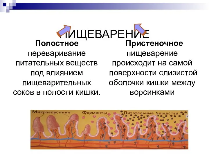 ПИЩЕВАРЕНИЕ Полостное переваривание питательных веществ под влиянием пищеварительных соков в полости