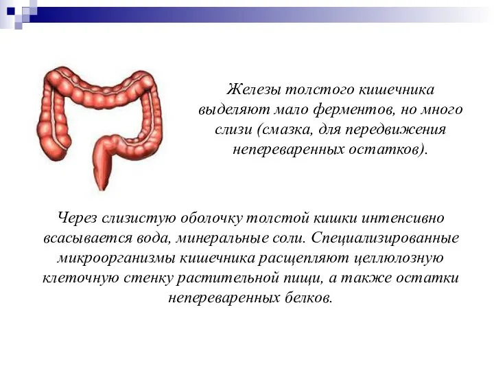 Через слизистую оболочку толстой кишки интенсивно всасывается вода, минеральные соли. Специализированные