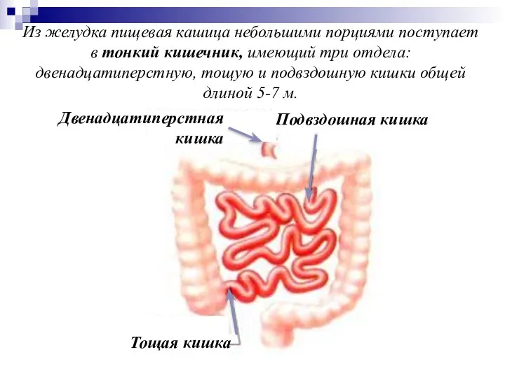 Из желудка пищевая кашица небольшими порциями поступает в тонкий кишечник, имеющий