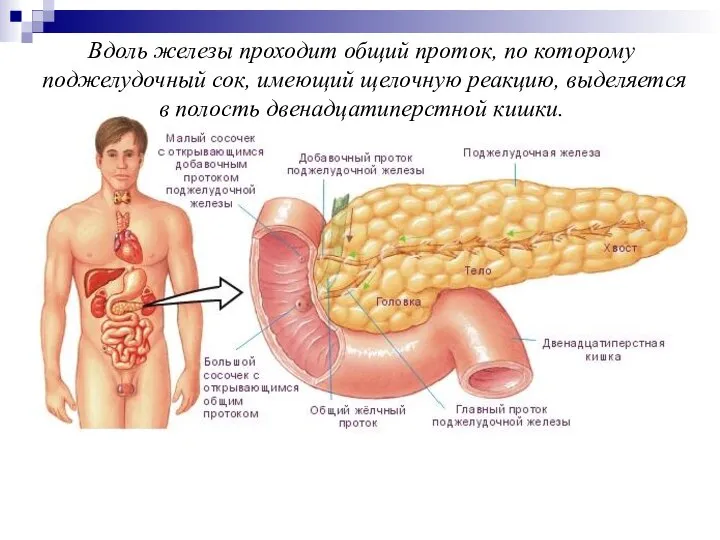 Вдоль железы проходит общий проток, по которому поджелудочный сок, имеющий щелочную