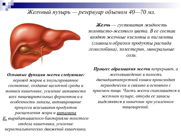 Желчный пузырь — резервуар объемом 40—70 мл. Желчь — густоватая жидкость