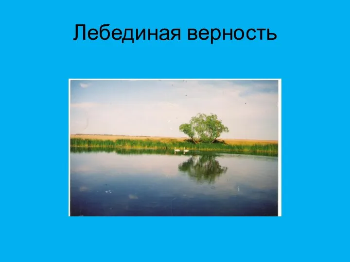 Лебединая верность