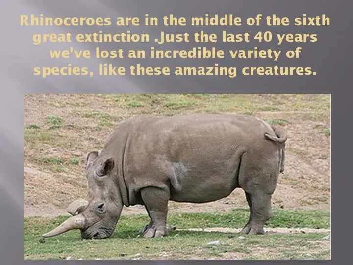 Rhinoceroes are in the middle of the sixth great extinction .Just