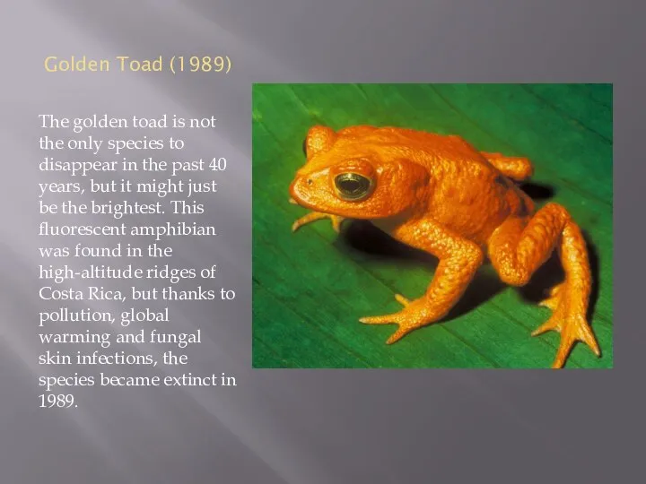 Golden Toad (1989) The golden toad is not the only species