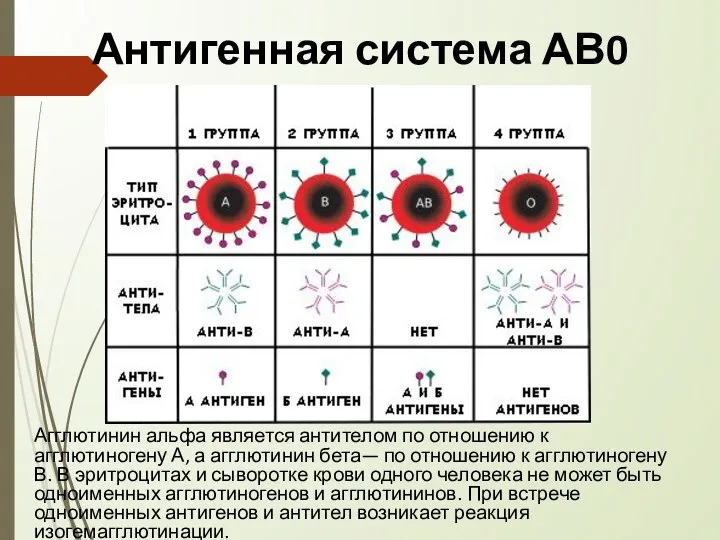 Антигенная система АВ0 Агглютинин альфа является антителом по отношению к агглютиногену