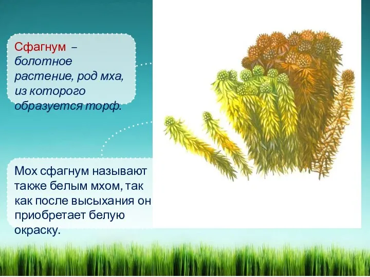 Сфагнум – болотное растение, род мха, из которого образуется торф. Мох