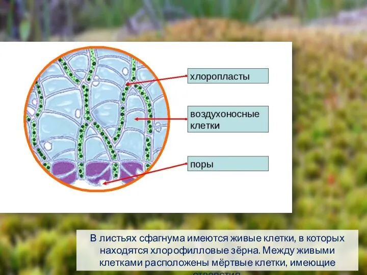 В листьях сфагнума имеются живые клетки, в которых находятся хлорофилловые зёрна.