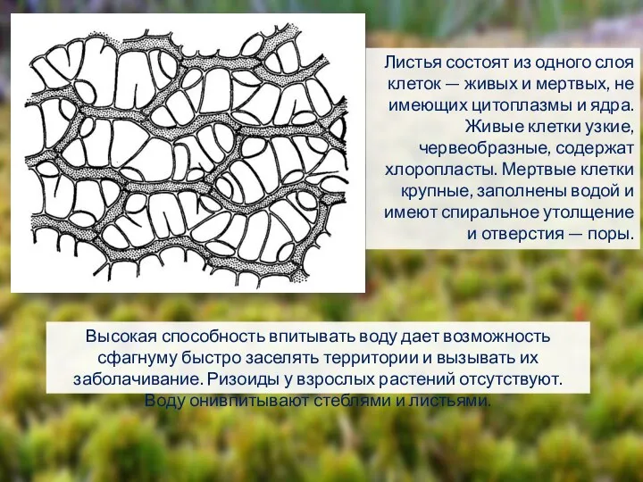 Листья состоят из одного слоя клеток — живых и мертвых, не