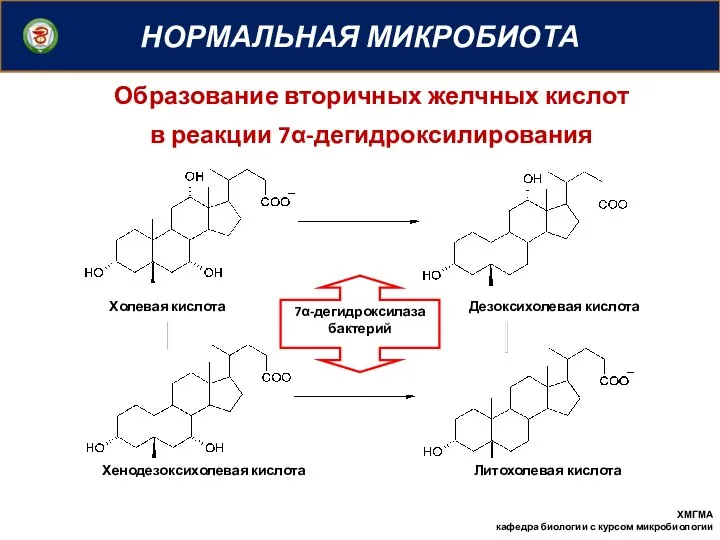 НОРМАЛЬНАЯ МИКРОБИОТА ХМГМА кафедра биологии с курсом микробиологии Образование вторичных желчных