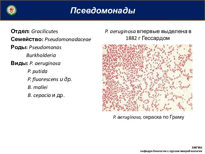 Псевдомонады ХМГМА кафедра биологии с курсом микробиологии Отдел: Gracilicutes Семейство: Pseudomonadaceae