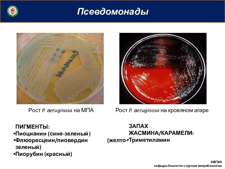 Псевдомонады ХМГМА кафедра биологии с курсом микробиологии Рост P. аeruginosa на