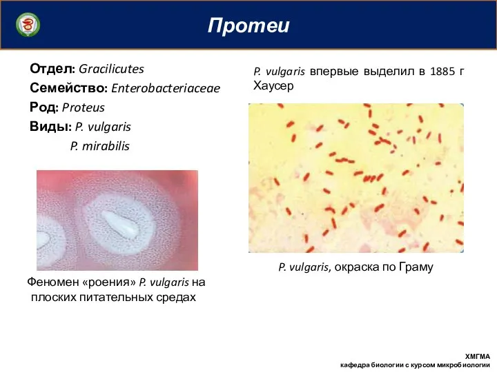 Протеи ХМГМА кафедра биологии с курсом микробиологии Отдел: Gracilicutes Семейство: Enterobacteriaceae