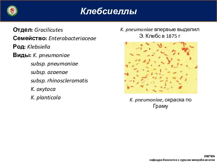 Клебсиеллы ХМГМА кафедра биологии с курсом микробиологии Отдел: Gracilicutes Семейство: Enterobacteriaceae