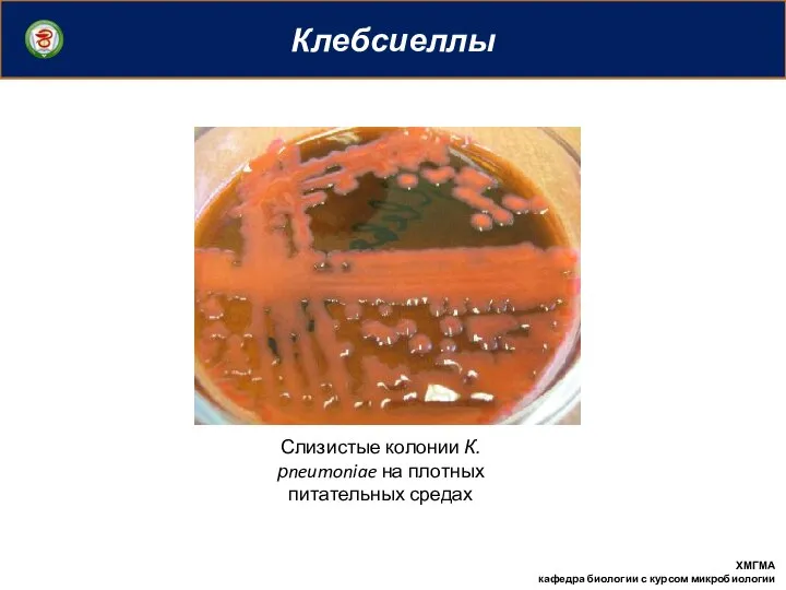 Клебсиеллы ХМГМА кафедра биологии с курсом микробиологии Слизистые колонии К. рneumoniae на плотных питательных средах