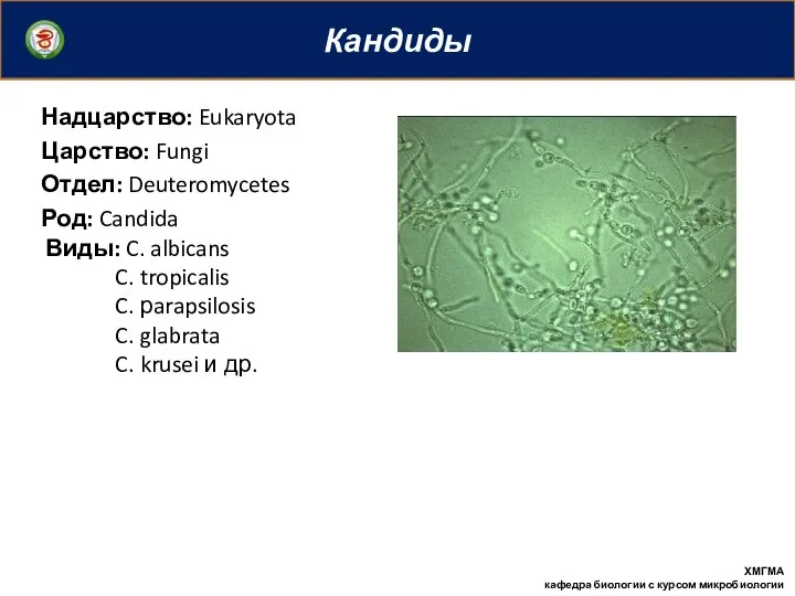 Кандиды ХМГМА кафедра биологии с курсом микробиологии Надцарство: Eukaryota Царство: Fungi