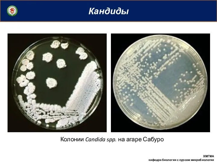 Кандиды ХМГМА кафедра биологии с курсом микробиологии