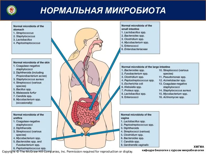 НОРМАЛЬНАЯ МИКРОБИОТА ХМГМА кафедра биологии с курсом микробиологии Copyright © The