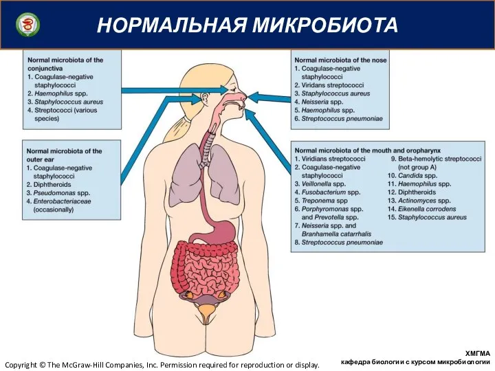 НОРМАЛЬНАЯ МИКРОБИОТА ХМГМА кафедра биологии с курсом микробиологии Copyright © The