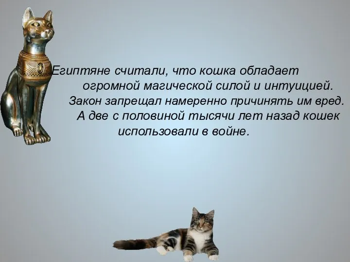 Египтяне считали, что кошка обладает огромной магической силой и интуицией. Закон