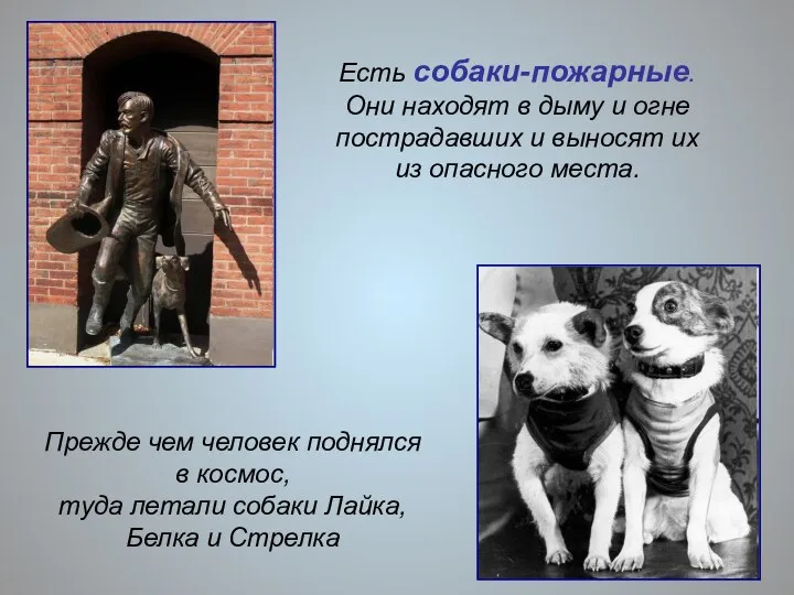 Есть собаки-пожарные. Они находят в дыму и огне пострадавших и выносят