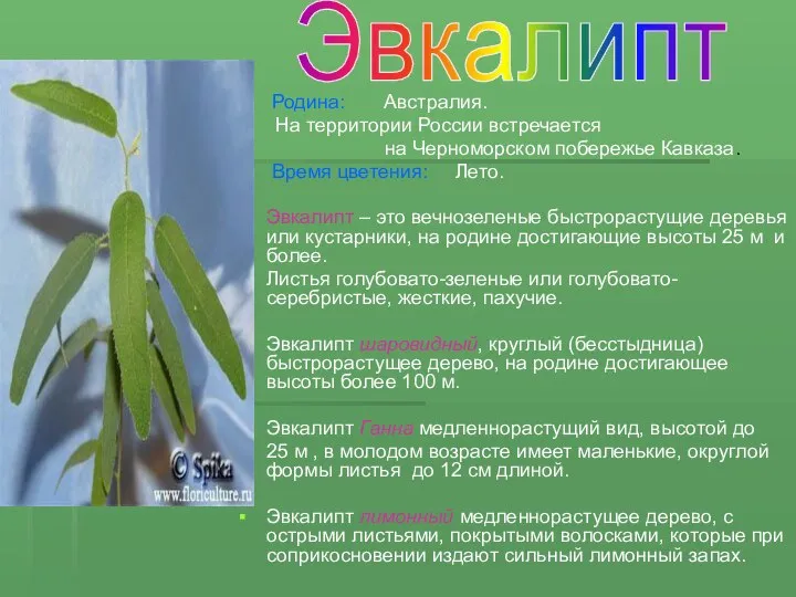 Родина: Австралия. На территории России встречается на Черноморском побережье Кавказа. Время