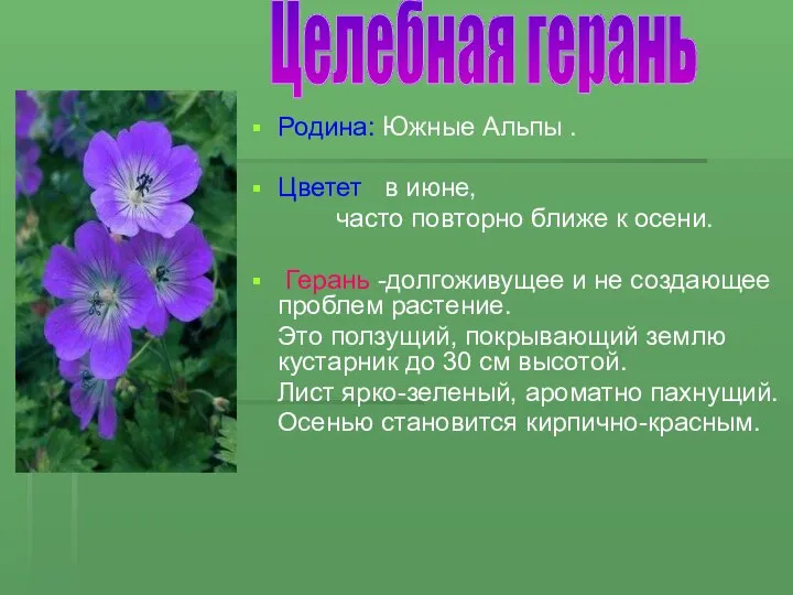 Родина: Южные Альпы . Цветет в июне, часто повторно ближе к