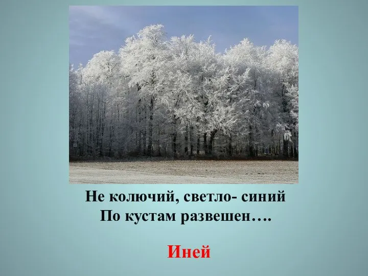 Не колючий, светло- синий По кустам развешен…. Иней