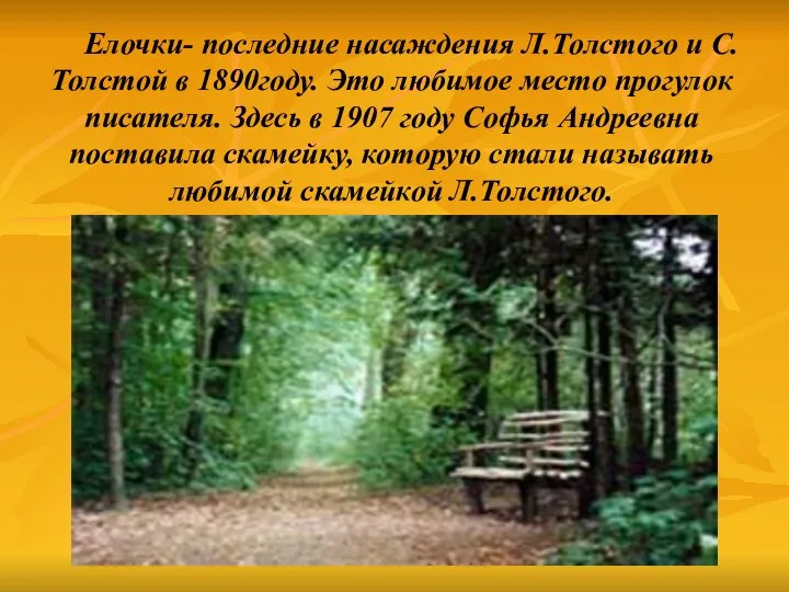 Елочки- последние насаждения Л.Толстого и С.Толстой в 1890году. Это любимое место