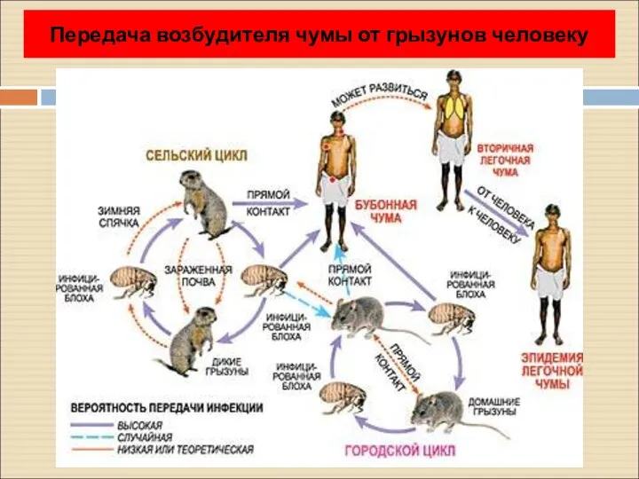 Передача возбудителя чумы от грызунов человеку