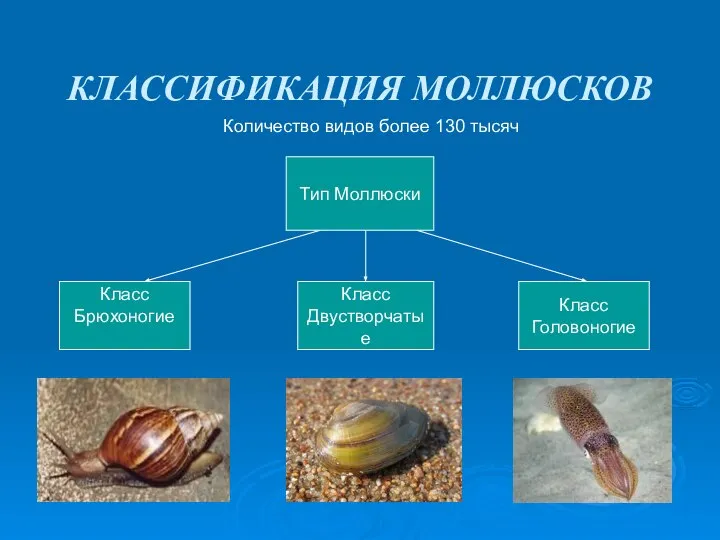 КЛАССИФИКАЦИЯ МОЛЛЮСКОВ Количество видов более 130 тысяч Тип Моллюски Класс Брюхоногие Класс Двустворчатые Класс Головоногие