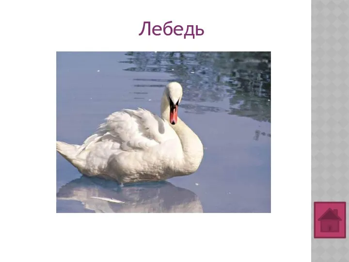 Лебедь