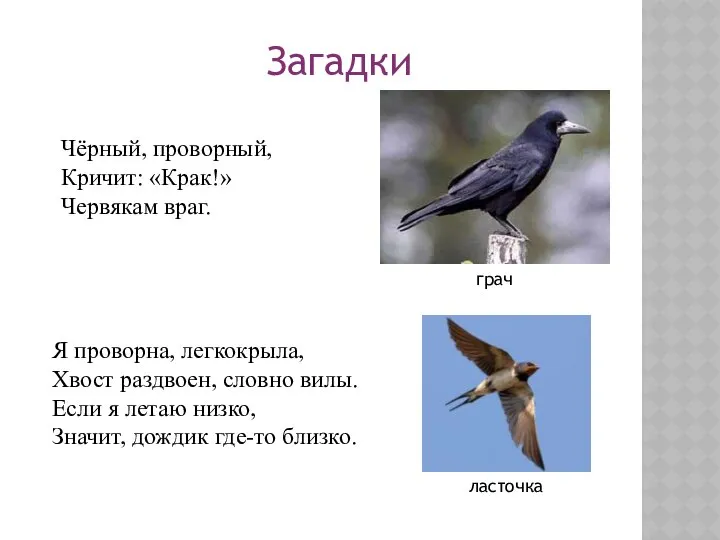 Загадки Чёрный, проворный, Кричит: «Крак!» Червякам враг. Я проворна, легкокрыла, Хвост