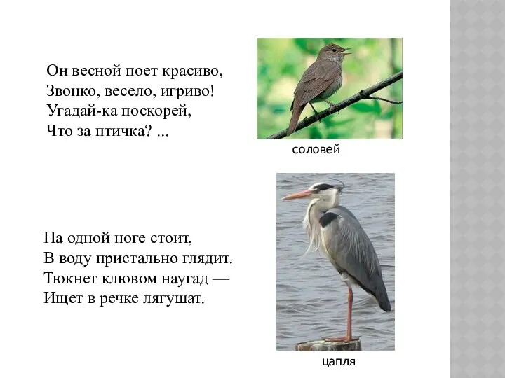 На одной ноге стоит, В воду пристально глядит. Тюкнет клювом наугад