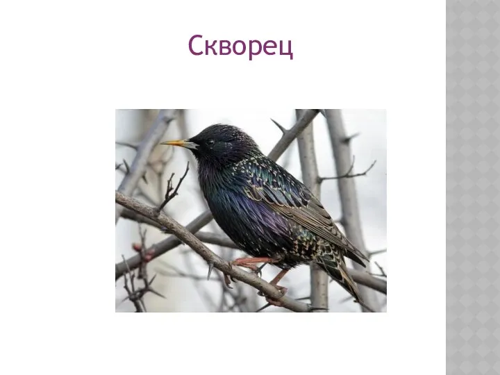 Скворец