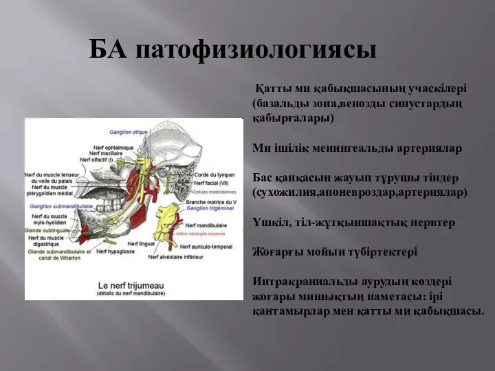 БА патофизиологиясы Қатты ми қабықшасының учаскілері (базальды зона,венозды синустардың қабырғалары) Ми