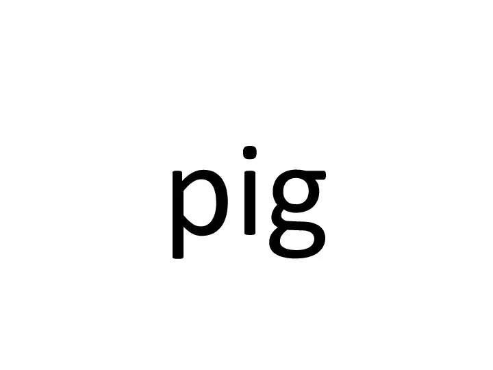 pig