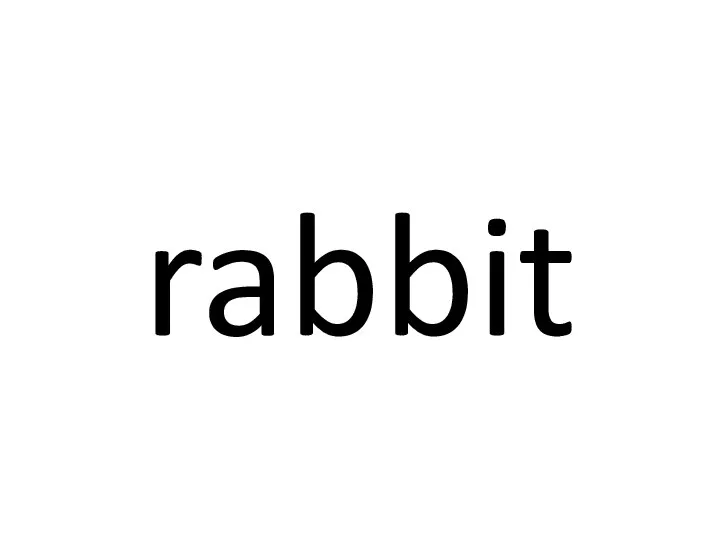 rabbit