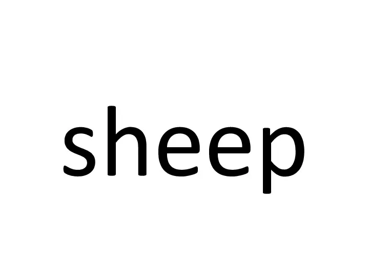 sheep